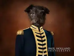 dog.jpg.webp
